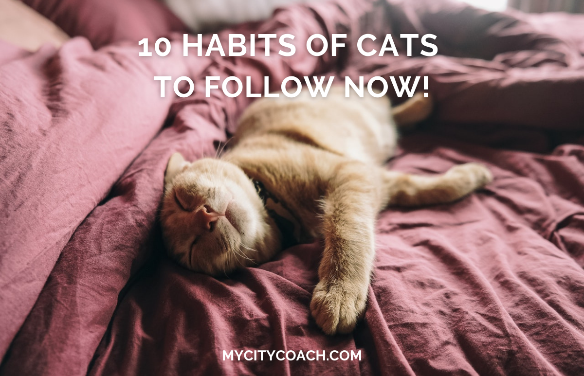 10 habits of cats for a happier life my city coach